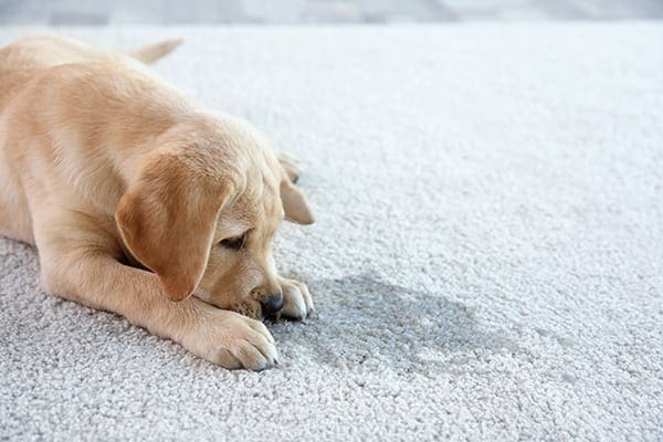 Dog pee store carpet cleaner