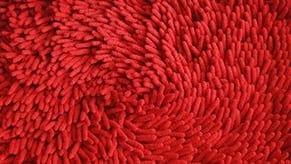 Carpet fibers after professional carpet cleaning services. Carpet fibers after professional carpet cleaning services.