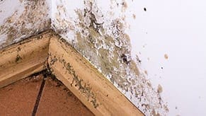 Mold Damage Mold damage on baseboard wall floor
