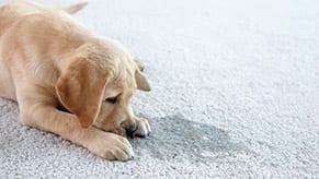 Safe Area Rug Cleaning Services Area and oriental rug cleaning methods