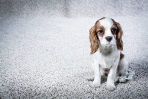 carpet cleaning brookfield, carpet cleaning professionals brookfield, expert carpet cleaning brookfield